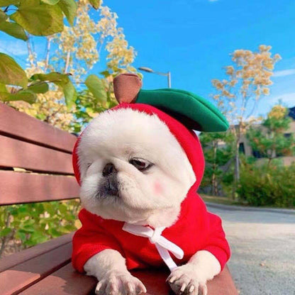 Small white dog wearing a red apple-themed hoodie with green leaf and brown stem, sitting on a park bench