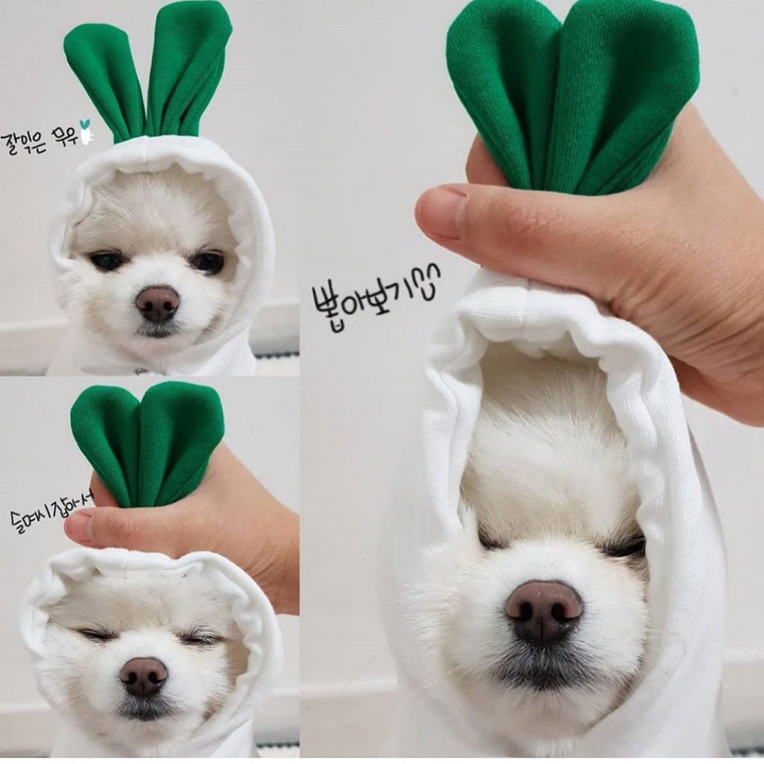 Small white dog wearing a cozy white hood with green leafy stalks resembling a radish costume