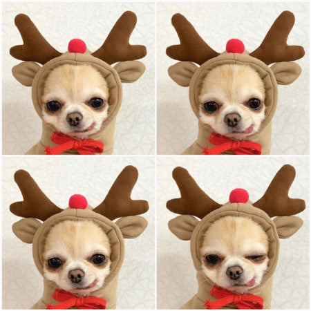 Small dog wearing brown reindeer hoodie with antlers and red bow, four close-up expressions