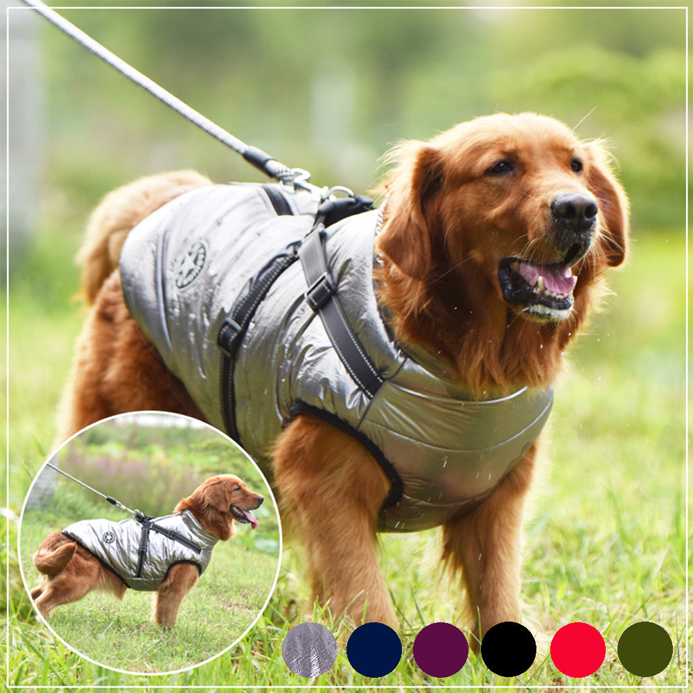 Golden retriever wearing a silver waterproof insulated dog coat with built-in leash harness outdoors