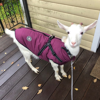 White goat wearing a purple insulated harness vest on a brown wooden porch with fallen leaves