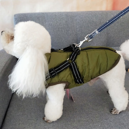 white poodle wearing olive green insulated waterproof dog coat with black harness leash on gray sofa