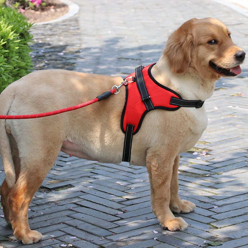 Golden retriever wearing red adjustable reflective padded dog harness on leash outdoors