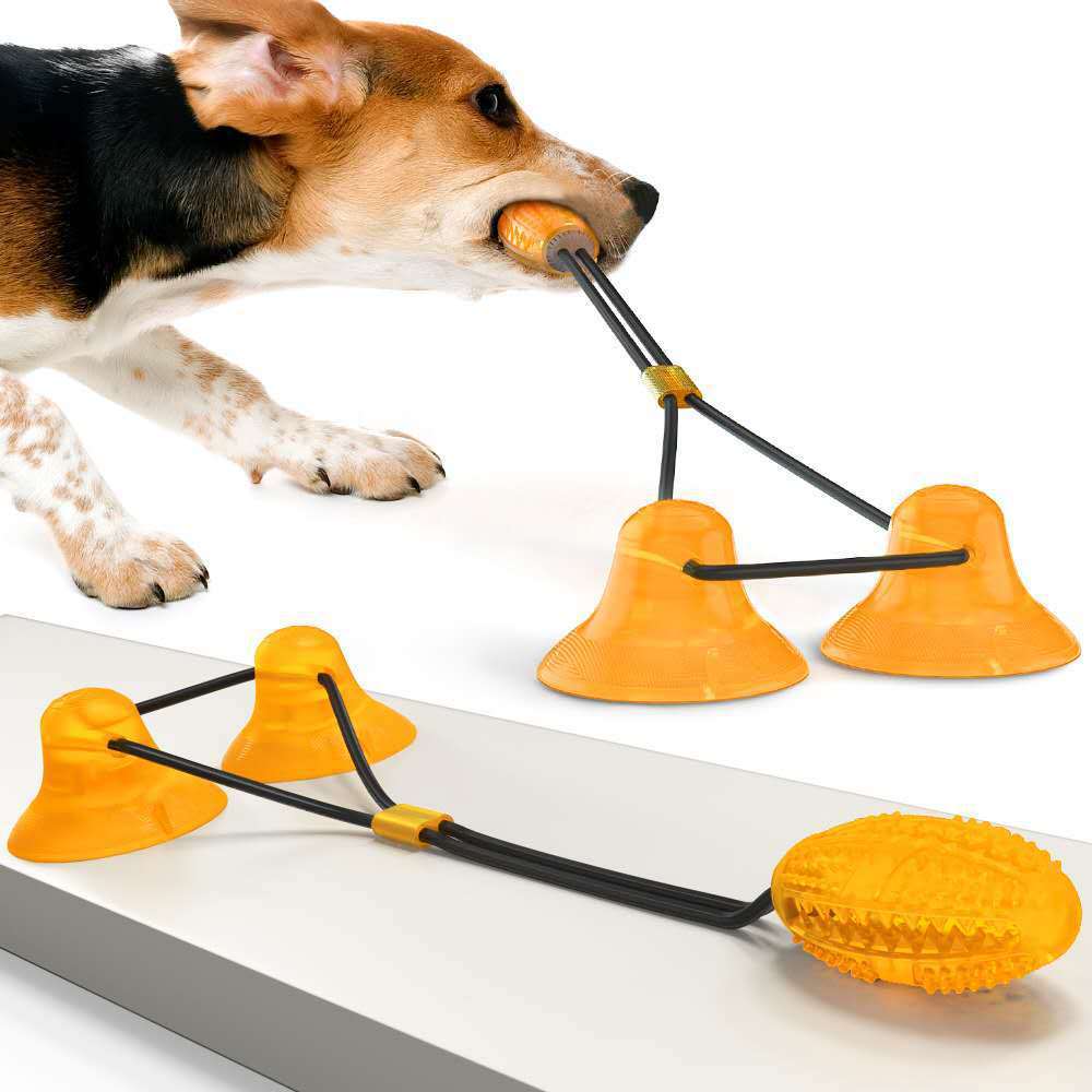 Beagle dog playing with orange suction cup interactive tug toy and dental chew on white background
