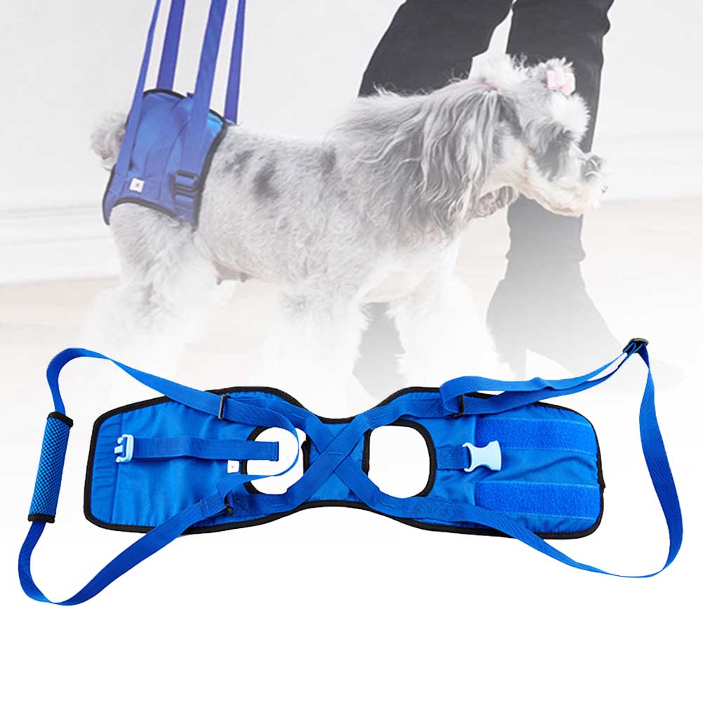 Blue adjustable dog assist harness for senior mobility with a small gray dog wearing the harness