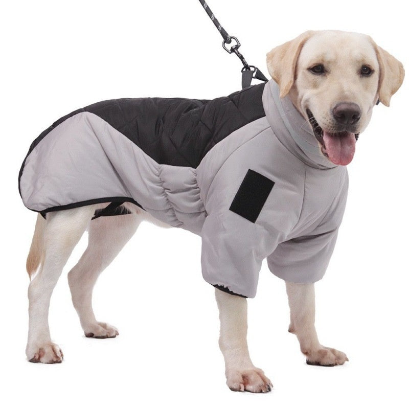 Large yellow Labrador wearing gray and black waterproof winter dog coat with leash attachment