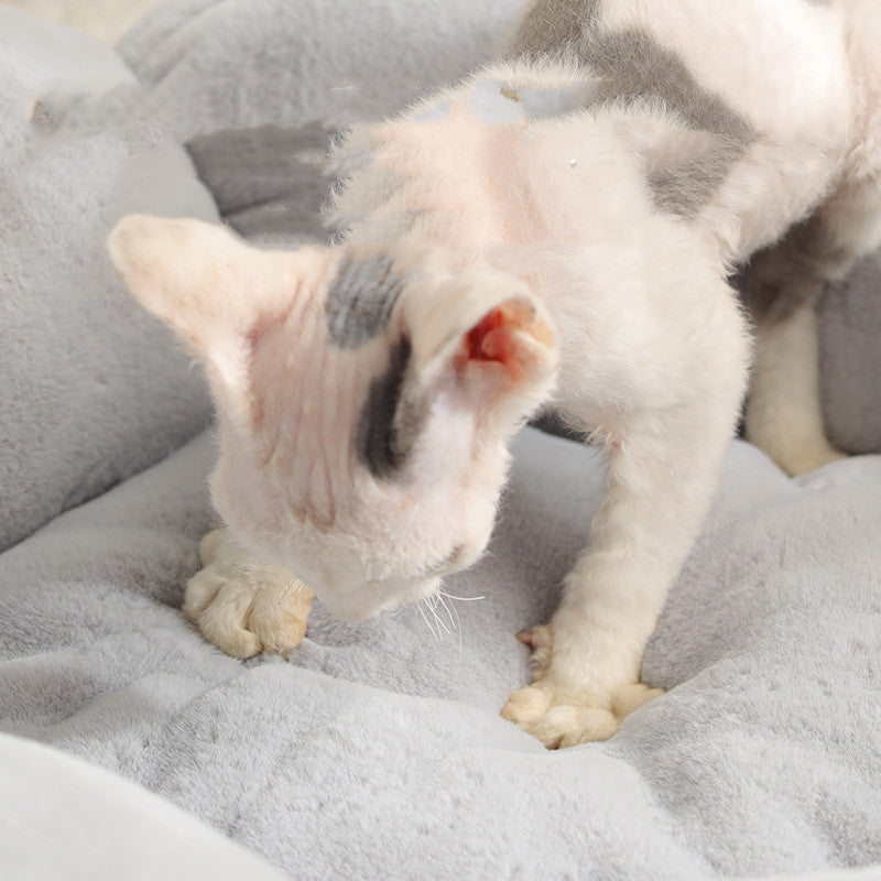 Close-up of a white and gray Devon Rex cat resting on a soft gray pet bed