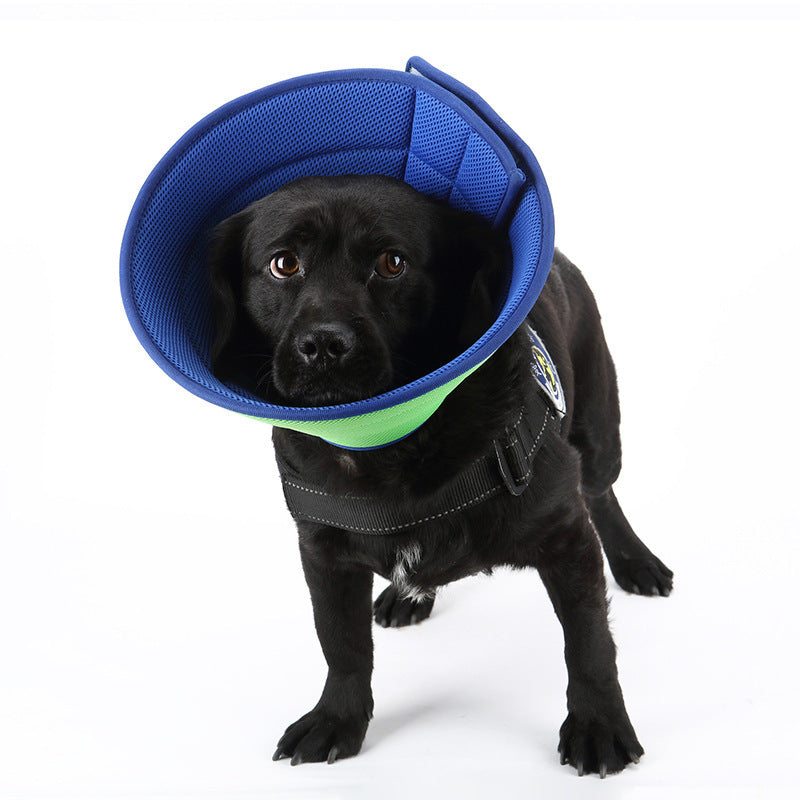 Black dog wearing blue and green soft Elizabethan recovery collar with black harness on white background