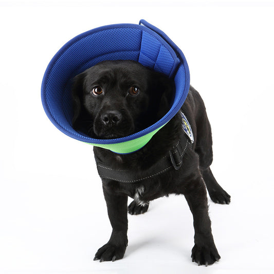 Black dog wearing blue and green soft Elizabethan recovery collar with black harness on white background