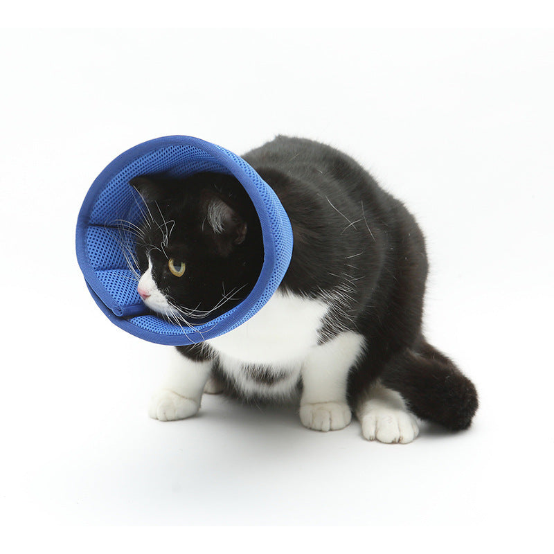 Black and white cat wearing a blue soft pet recovery collar on white background