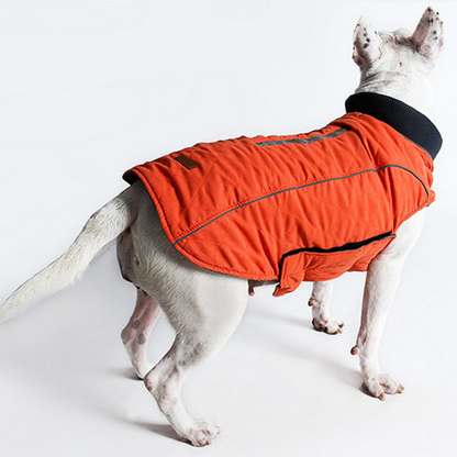 White dog wearing orange quilted thermal jacket with black collar on white background