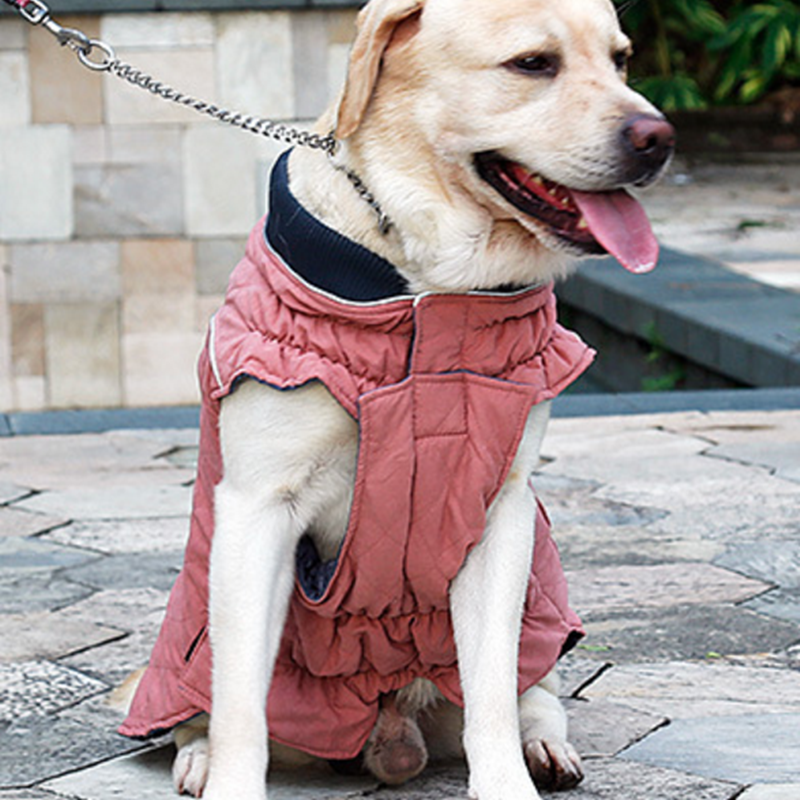 Yellow Labrador dog wearing a pink quilted winter jacket sitting outdoors on stone pavement