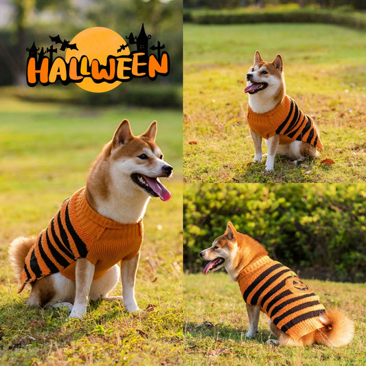 Shiba Inu dog in orange and black striped Halloween sweater with pumpkin design sitting outdoors
