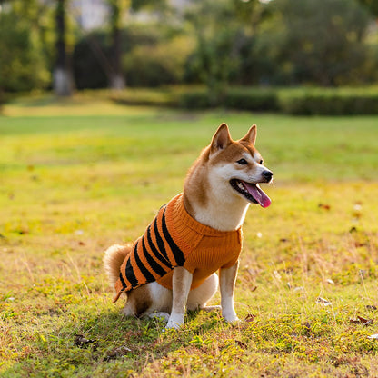 Shiba Inu dog wearing cozy orange and black striped Halloween sweater sitting on grass in park