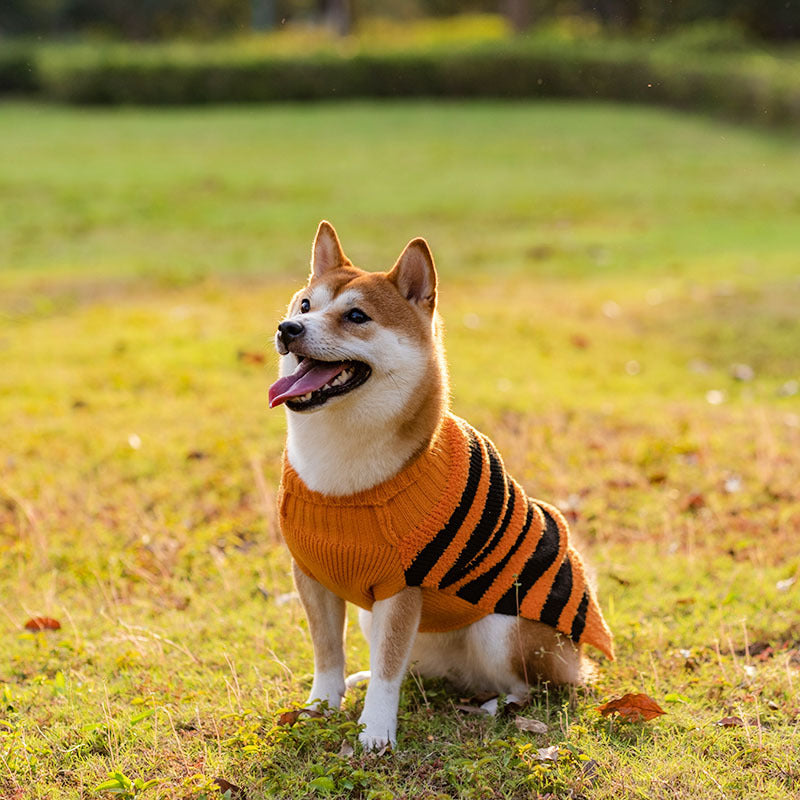 Shiba Inu dog wearing cozy orange and black striped Halloween sweater sitting on grass in park