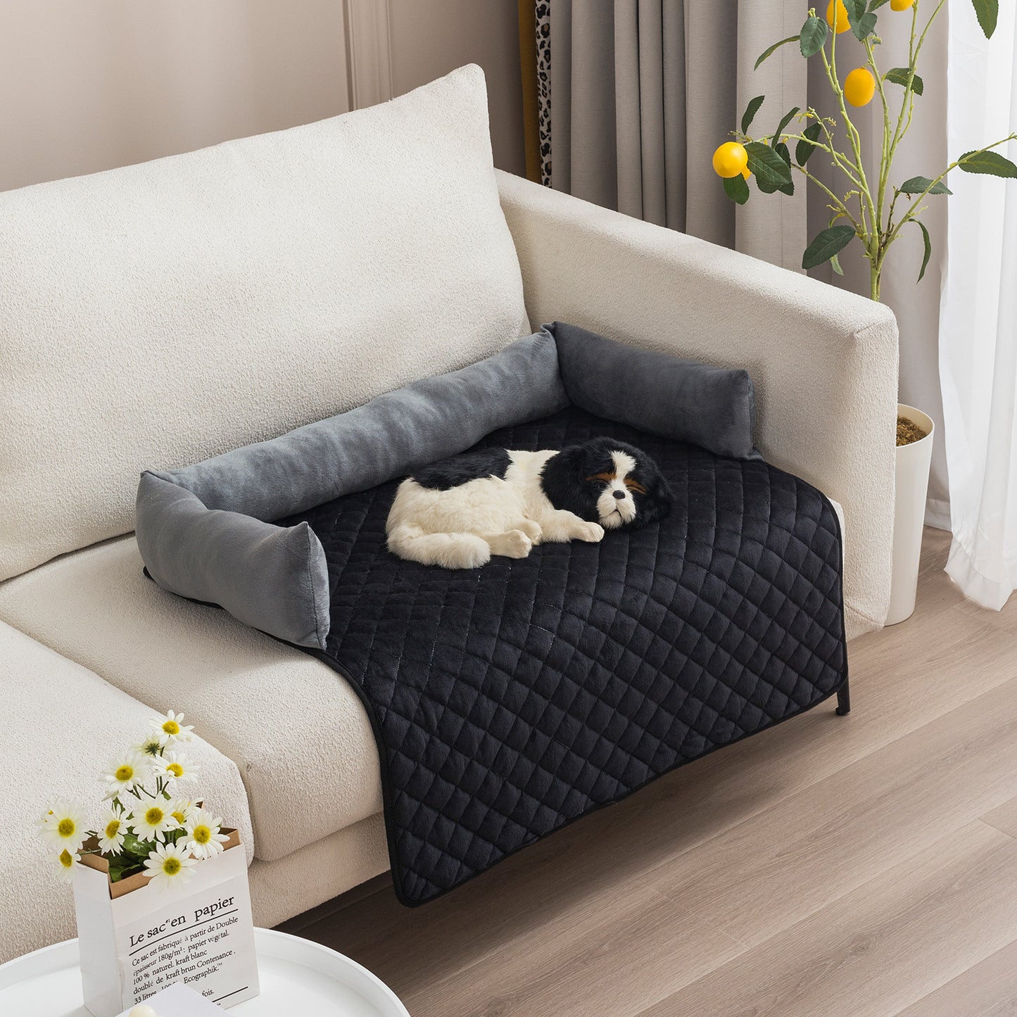 Small black and white dog resting on a black quilted pet bed with gray bolster on beige sofa in living room