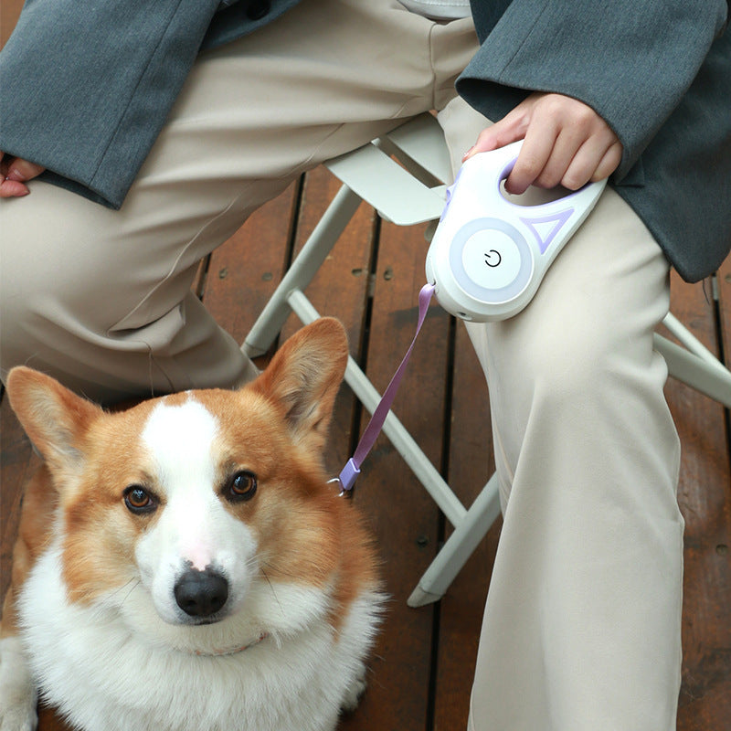 Person holding a purple retractable dog leash while sitting on a wooden deck with a calm corgi dog