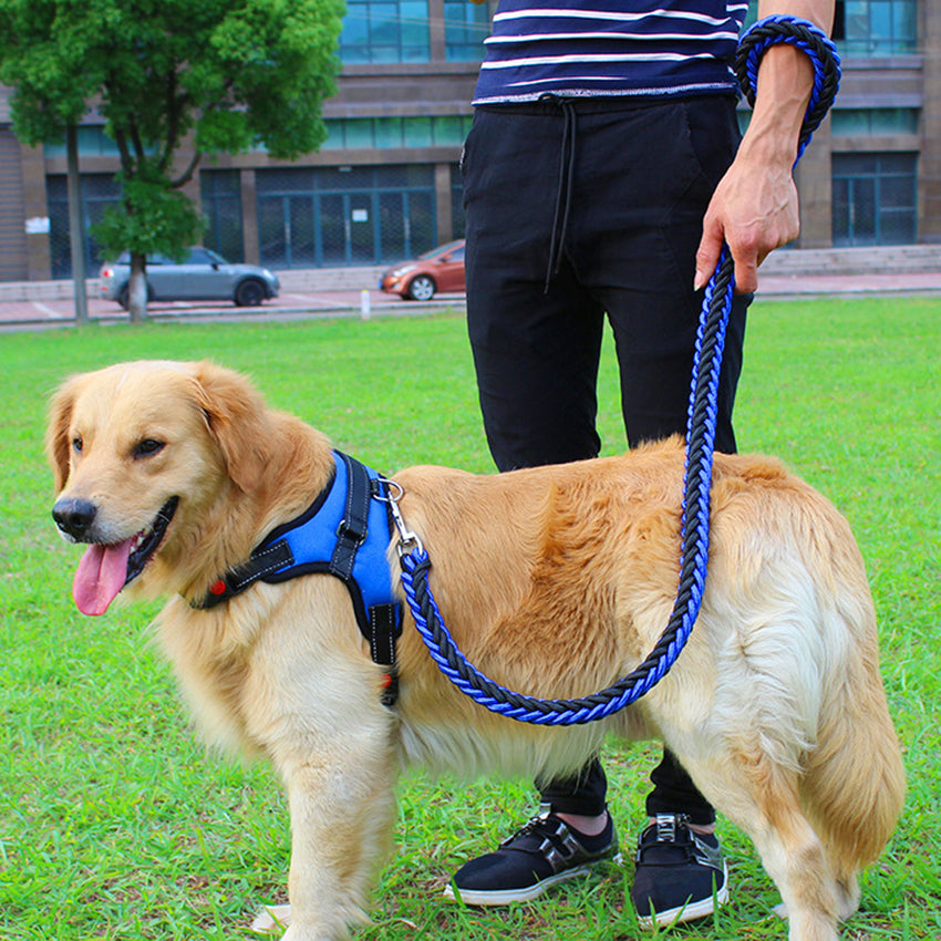 Golden retriever wearing blue nylon dog harness with leash held by person in park