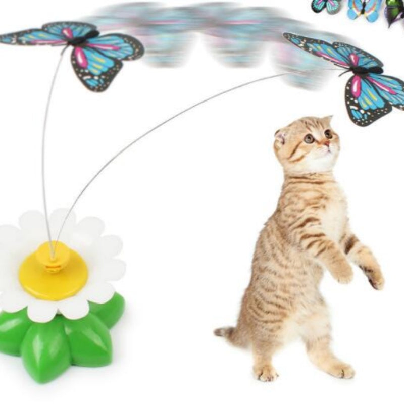 Tabby kitten standing on hind legs playing with electric rotating butterfly cat toy on daisy base