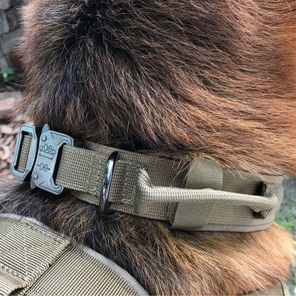 Close-up of brown dog wearing durable olive green tactical nylon collar with metal buckle and ring